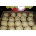 Fresh Pear / Chinese Fruits of High Quality (36.40.44.48)